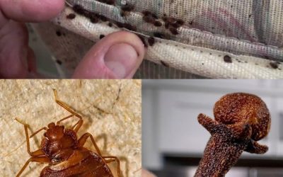 Żegnajcie pluskwy: proste, naturalne sposoby na ich eliminację