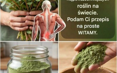 Portulaka pospolita (Verdolaga): korzyści, właściwości i jak jeść tę potężną roślinę