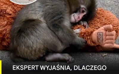 Historia Puncha: wyjaśniają, dlaczego został odrzucony przez matkę i jak zaprzeczyć wobec niego inne małpy