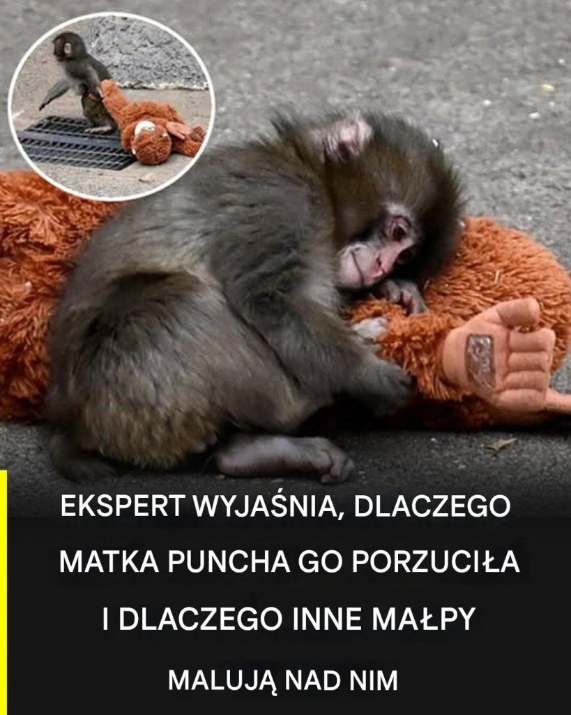 Historia Puncha: wyjaśniają, dlaczego został odrzucony przez matkę i jak zaprzeczyć wobec niego inne małpy