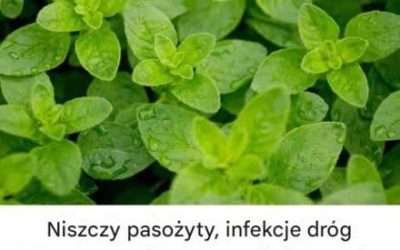 Jest to jedna z najpotężniejszych roślin na świecie.