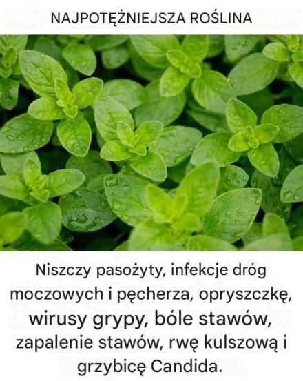 Jest to jedna z najpotężniejszych roślin na świecie.