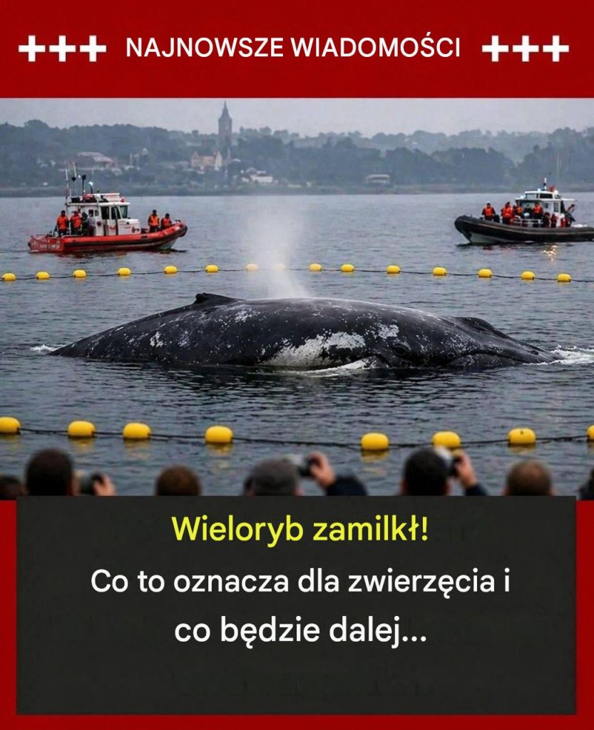 Istnieje smutna pewność… Co to teraz oznacza dla zwierzęcia