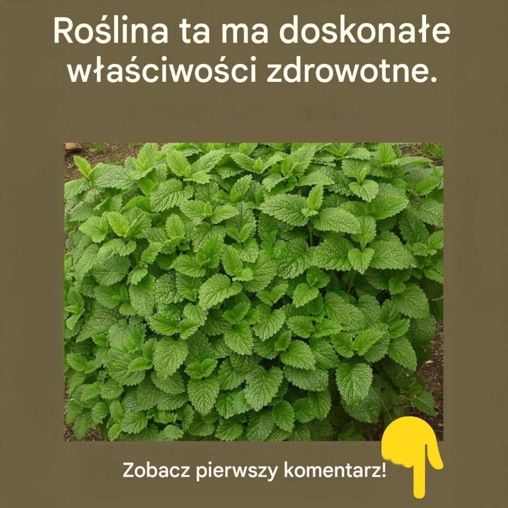 Ta roślina to skarb natury