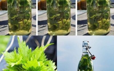 „Pokrzywa w alkoholu jest silniejsza niż jakiekolwiek lekarstwo” – mawiał mój dziadek. „Zapamiętaj ten przepis do końca życia!”