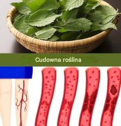 Liść obniżający poziom cukru, ciśnienie krwi, łagodzący bóle ciała, obniżający poziom cholesterolu i poprawiający krążenie krwi