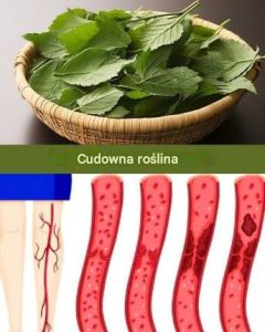 Liść obniżający poziom cukru, ciśnienie krwi, łagodzący bóle ciała, obniżający poziom cholesterolu i poprawiający krążenie krwi