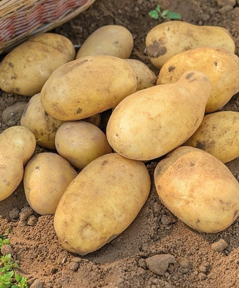 Lekarze ujawniają, że jedzenie ziemniaków powoduje… Zobacz więcej…