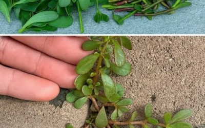 Ten zapomniany superpokarm: odkryj zalety portulaki i przygotuj własny domowy krem ​​przeciwstarzeniowyWszyscy widzieliśmy, jak rośnie między kostką brukową lub w kącie ogrodu. Portulaka, ta mała roślina o mięsistych liściach, często jest postrzegana jako zwykły chwast.