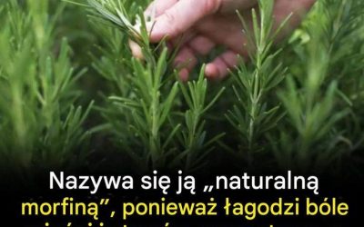 Korzyści wynikające ze spożywania tej energii przez osoby starsze: naturalne sprzymierzeniec użytkowania się