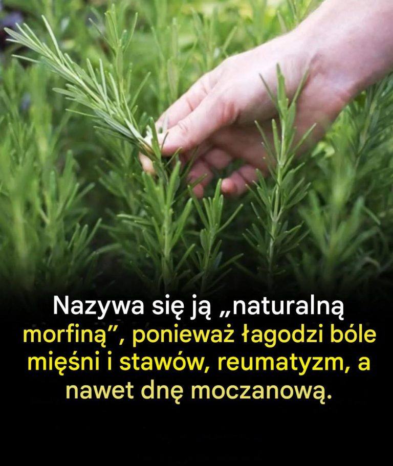 Korzyści wynikające ze spożywania tej energii przez osoby starsze: naturalne sprzymierzeniec użytkowania się