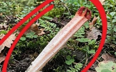 Wybrałem się z synem na wędrówkę po lesie. Podczas spaceru nagle natknęliśmy się na to. Pierwszy raz w życiu coś takiego widzę i nie mam pojęcia, co to jest. Czy ktoś może mi powiedzieć, co to jest? Sprawdź pierwszy komentarz, aby poznać odpowiedź.👇