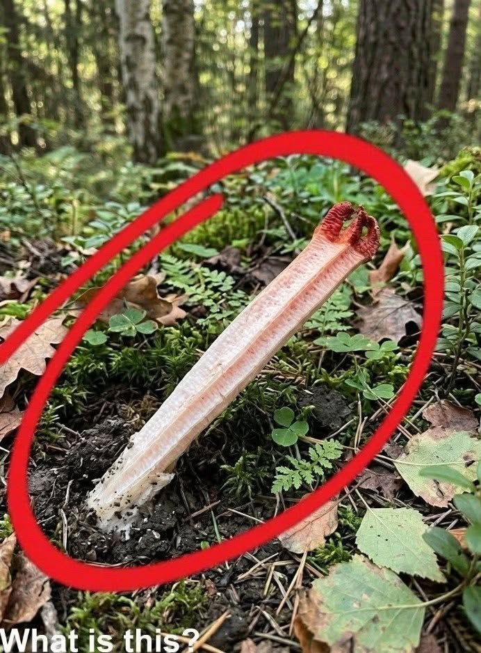 Wybrałem się z synem na wędrówkę po lesie. Podczas spaceru nagle natknęliśmy się na to. Pierwszy raz w życiu coś takiego widzę i nie mam pojęcia, co to jest. Czy ktoś może mi powiedzieć, co to jest? Sprawdź pierwszy komentarz, aby poznać odpowiedź.👇