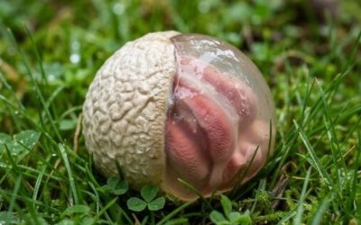 W ogrodzie znalazłem oślizgłe, czerwonawe stworzenie, które wydzielało silny, mdły zapach. Byłem przerażony, gdy uświadomiłem sobie, co to było.