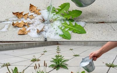 Naturalna i skuteczna metoda zwalczania chwastów w domu