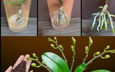 Orchidea nagle wytworzyła pięć razy więcej kwiatowych tali. Kompletna żywność naturalna.