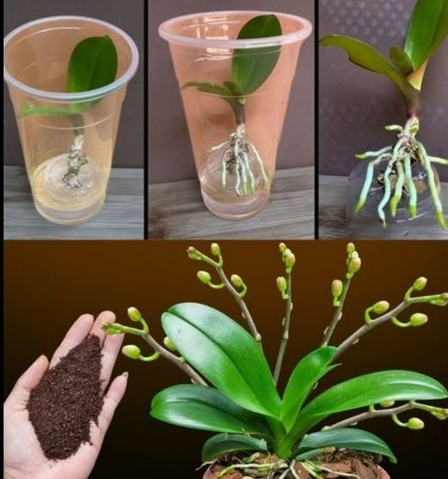 Orchidea nagle wytworzyła pięć razy więcej kwiatowych tali. Kompletna żywność naturalna.
