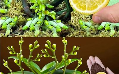 Orchid Glow: Odkryj nieoczekiwaną moc cytryny i fusów po kawie