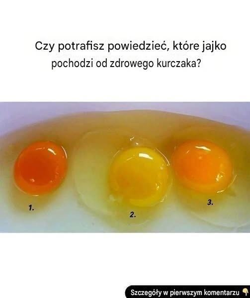 Jak rozpoznać jajka od zdrowych kur: poradnik dla kupujących na temat lepszego odżywiania
