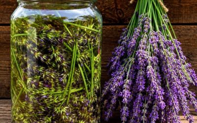 Lavanda u ulju jača je od bilo kojeg lijeka, rekla je moja majka: zapamtite ovaj recept za život!