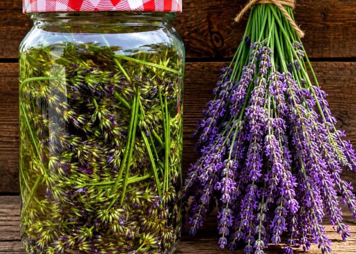 Lavanda u ulju jača je od bilo kojeg lijeka, rekla je moja majka: zapamtite ovaj recept za život!