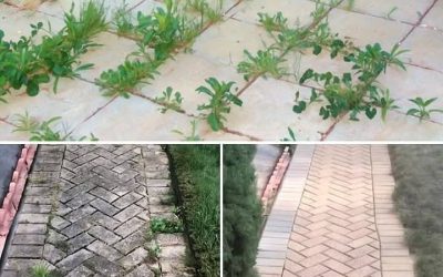 Jak pozbyć się chwastów naturalnie i na zawsze