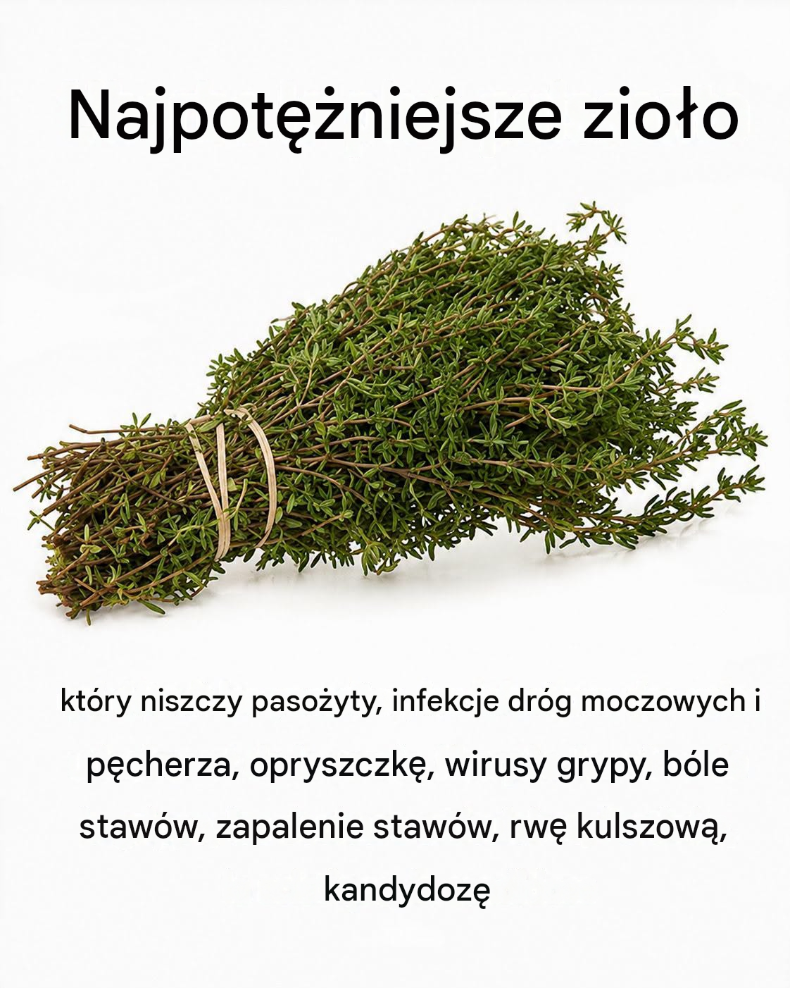 NAJSILNIEJSZA ROŚLINA, KTÓRA USUWA PASOŻYTY, INFEKCJE DRÓG MOCZOWYCH…
